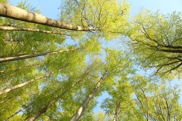 Spring beech forest against the blue sky