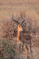 Naklejka premium impala