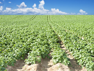 a Potato field with sky and cloud