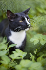 Obraz premium petit chat