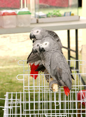 Beautiful African Grey parrots