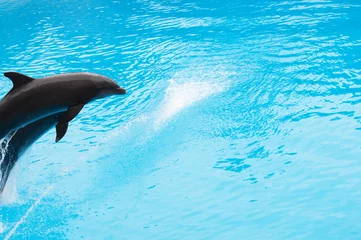 Cercles muraux Dauphins Fond d& 39 eau avec des dauphins