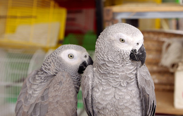 Closeup of  African Grey parrots