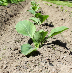 young cabbage