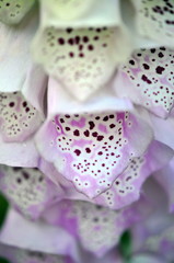 foxglove