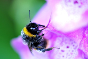 bee on foxglove