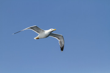 Mittelmeermöwe (Larus michahellis)