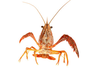 crawfish