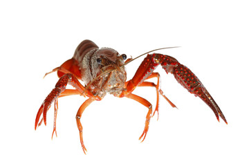 crawfish