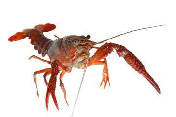 crawfish