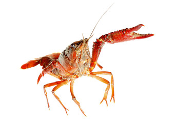 crawfish