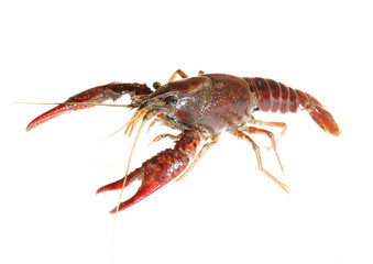 crawfish