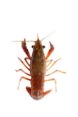 crawfish