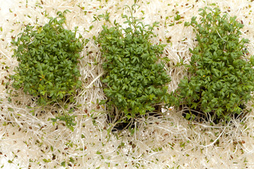 Fresh alfalfa sprouts and cress on white background