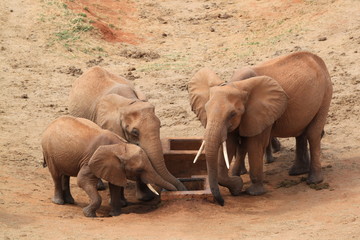 éléphant