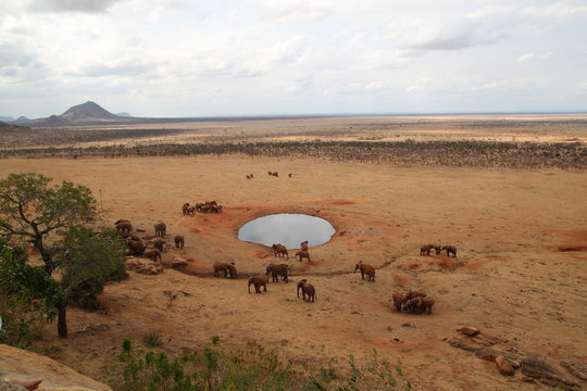 &eacute;l&eacute;phant