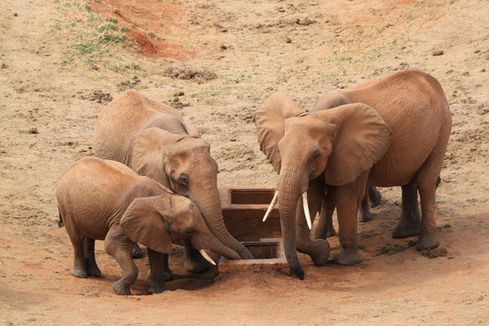&eacute;l&eacute;phant