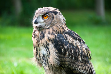 Gufo - Asio otus