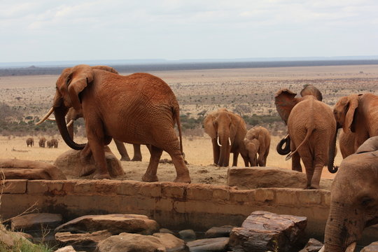 &eacute;l&eacute;phant
