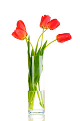 Beautiful tulips in vase isolated on white