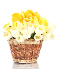 beautiful tulips in basket isolated on white.