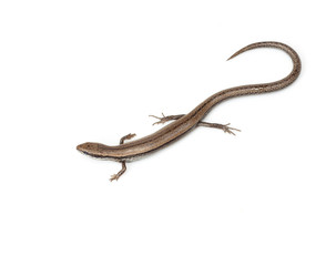 One small lizard on a white background