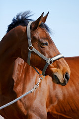 Portrait of a sports horse