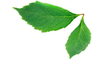 Fototapeta premium Close-up of green leaf