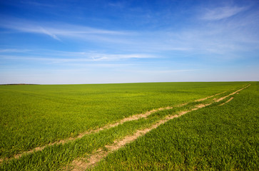 Fototapeta na wymiar wheaten field