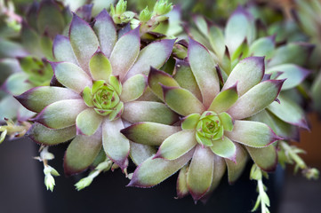 sempervivum houseleeks