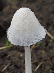 Coprin blanc de neige (coprinus niveus)