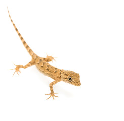 brown spotted gecko reptile isolated on white