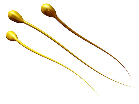 Sperma
