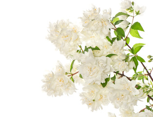 blossoming branch of jasmine flowers