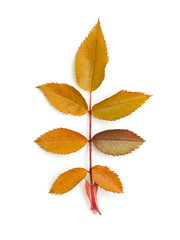 autumn leaf on white background