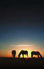 Fototapeta na wymiar Wypas koni na Silhouette Sunrise