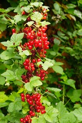 Rote Johannisbeeren