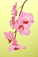 Beautiful blooming orchid on green background