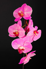 Beautiful blooming orchid isolated on black