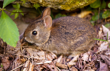 Baby rabbit in forest