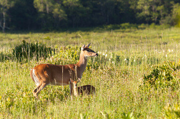 White tailed deer and fawn at Big Meadow