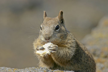 Naklejka na ściany i meble Hungry Squirrel