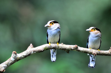 2 bird Broadbill (Silver-breasted Broadbill)