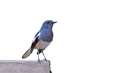 Bird Magpie isolated against white background.