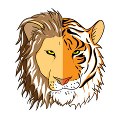 Fototapeta premium Half Lion Half Tiger Face Combined