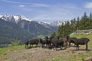 Schafherde in Südtirol