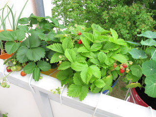 Erdbeeren in Töpfen auf dem Balkon