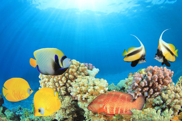 Tropical Fish and Coral Reef in Sunlight