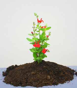 jeune plante fleurie
