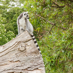 Ring-tailed lemur in captivity